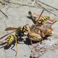 Осиная трапеза... :: Константин Штарк