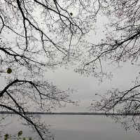 Осеннее кружево ольхи. :: Татьяна Корнеева 