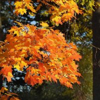 осень :: ИННА ПОРОХОВА