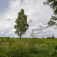 На бывшем болоте... :: Николай Гирш На бывшем болоте... :: Николай Гирш