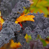 Краски осени :: Наталья Rosenwasser Краски осени :: Наталья Rosenwasser