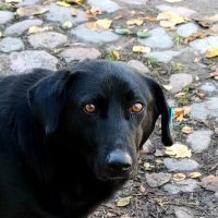 Друг ты мне или враг? :: Людмила Жданова