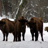 Трое ... :: Андрей Любимов