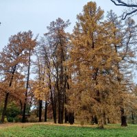 Осень :: Сапсан 