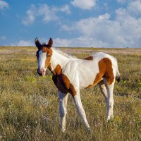Оленевка :: Светлана Ищенко