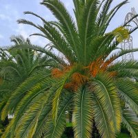 ПАЛЬМА :: Tata Wolf