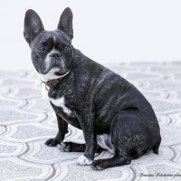 Французский бульдог :: Светлана Ищенко