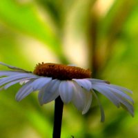 Ромашка. :: nadyasilyuk Вознюк Ромашка. :: nadyasilyuk Вознюк