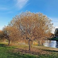 Ивы у пруда :: Veera V Ивы у пруда :: Veera V