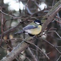 Присела отдохнуть :: Любовь Сахарова