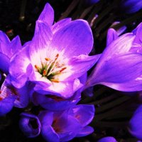 Осенние красавцы :: Людмила Смородинская