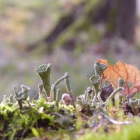 *** :: Лера *** :: Лера