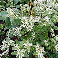 Цветы. :: Владимир Драгунский