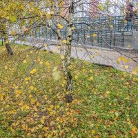 Всё меньше листьев на берёзке :: Валерий Иванович