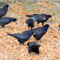 Товарищи, перед дальней дорогой надо основательно подкрепиться! :-) :: Андрей Заломленков