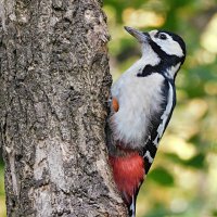 Самка БПД :: Лина 