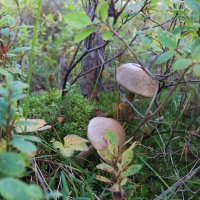 Игры в прятки :: Ольга 