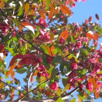 уже снова хочется апрельских красок :: Елена Шаламова