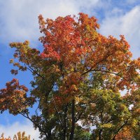 Октябрь :: Рита Симонова