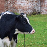 Бычок смоляной бочок. :: Татьяна Помогалова