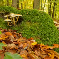 Просто красавцы. :: Lucy Schneider 