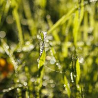 Бриллианты :: Светлана Тихонина