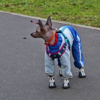 Эй, хозяйка, не отставай! :: Светлана 