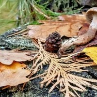 Осенний натюрморт :: Михаил Столяров