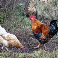 Что изволите? :: sorovey Sol