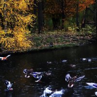 Утиный переполох. :: Василий Палий