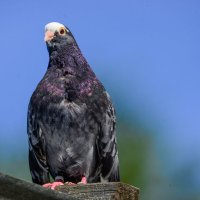 Голуби Курские :: Евгений 