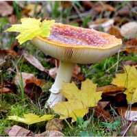 В парке теперь листопад… Ветер- хозяин аллей, :: "The Natural World" Александер