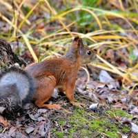 ** :: Александр Зуев