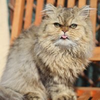 Вот вам! :: Оля Богданович