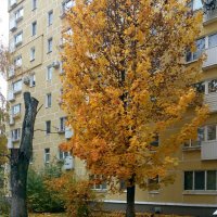 Клён у дома :: Galina Solovova