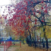 Склонились ветви от тяжести плодов :: Galina Solovova