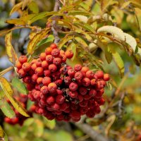 сюжеты октября  1 :: Александр Прокудин