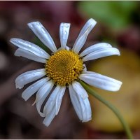 Заплутавшая о времени... :: Aquarius - Сергей