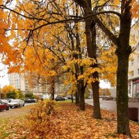 Золотая осень :: Наталья Герасимова