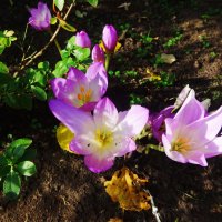 Безвременник осенний :: Лидия Бусурина Безвременник осенний :: Лидия Бусурина