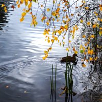 Тихое местечко. :: Василий Палий