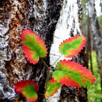 Осенний лист. :: nadyasilyuk Вознюк