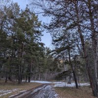 В лесу снег :: Андрей Хлопонин