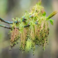 *** :: Виктор Иванович Чернюк