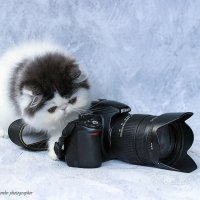 ... :: Светлана Ищенко