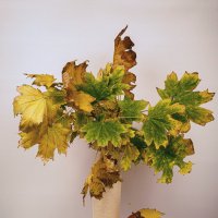 ... :: Светлана Ищенко