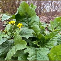 Горчица полевая :: Veera V