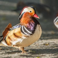 Мандаринка :: SanSan 