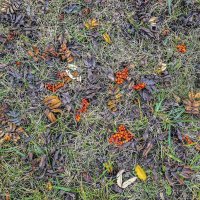 Не дождались ягоды дроздов :: Валерий Иванович