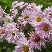 Украшение цветочное от Осени. :: Olga Oskolkova